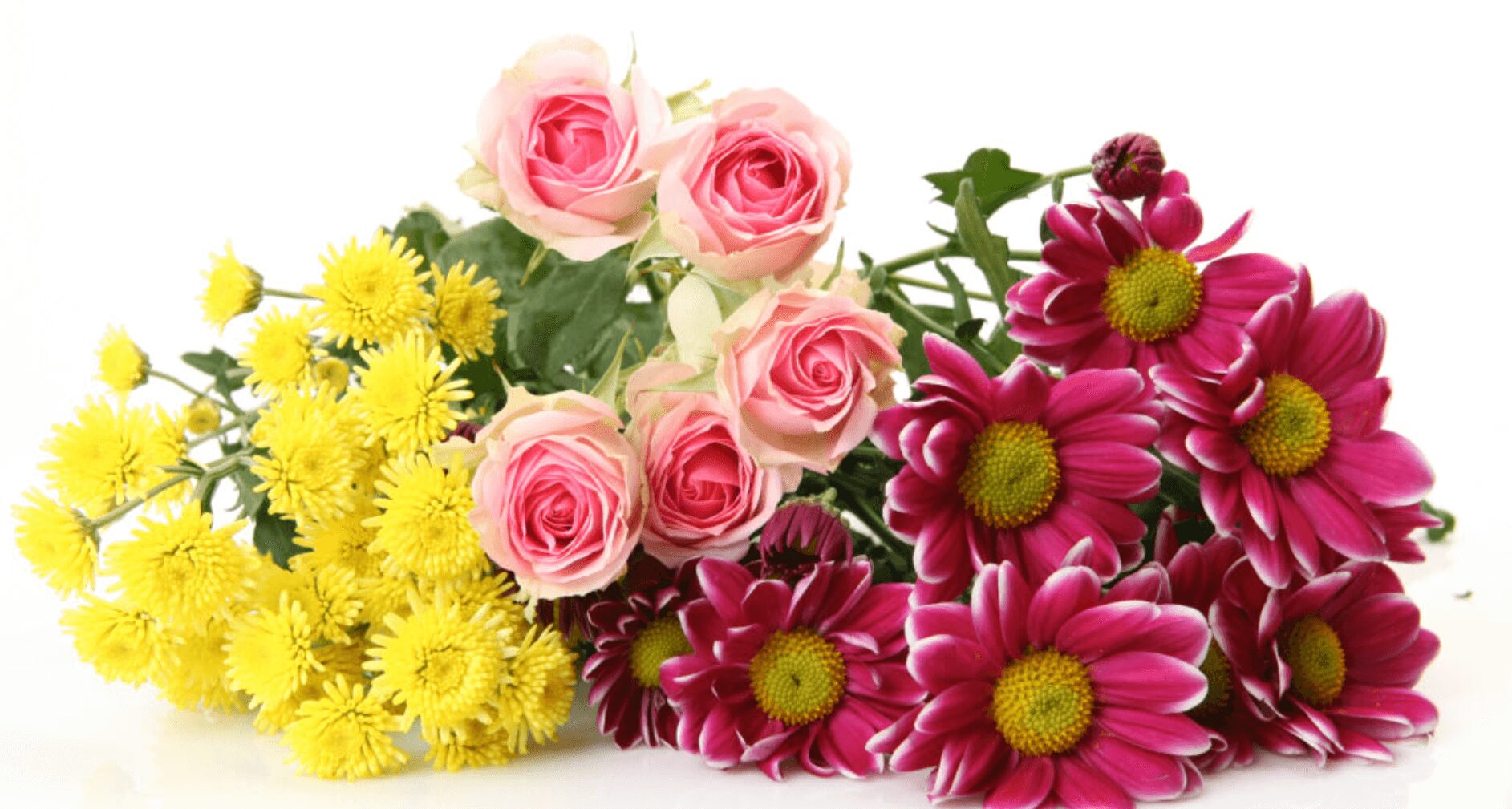 シーセレモニーの画像